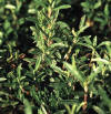 Ajedrea
