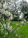 Almendro
