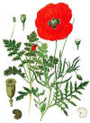 Amapola