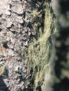 Barba de Capuchino