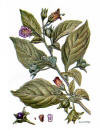 Belladona