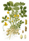 Cacahuete