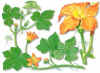 Calabacera