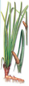 Calamo Aromatico 