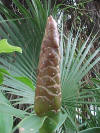 Caña Amarga