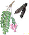 Cañafistula 