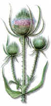Cardencha