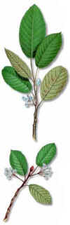 Cascara Sagrada 