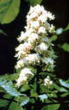 Castaño de Indias 