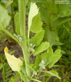 Cenizo