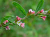 Centinodia