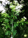 Cicuta