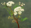 Cicuta Menor