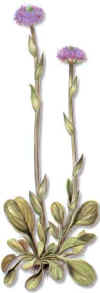 Globularia Mayor 