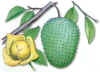 Guanabano 