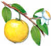 Guayabo 