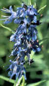 Hisopo 