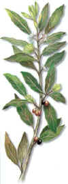 Laurel 