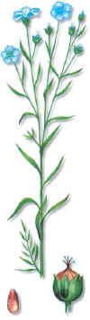 Lino 