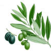 Olivo