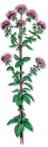 Oregano