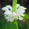 Ortiga Blanca