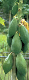 Papayo 