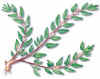 Parietaria