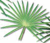 Sabal