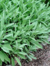 Salvia