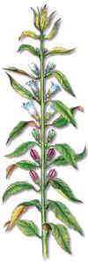 Sesamo