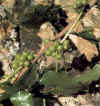 Zarzaparrilla